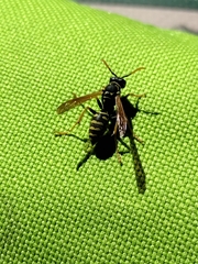 Polistes dominula