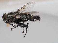 Sarcophaga subvicina