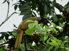 Saltator atriceps