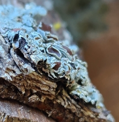 Punctelia bolliana