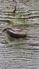 Megapallifera mutabilis