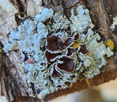 Punctelia bolliana