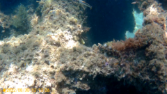 Parablennius gattorugine