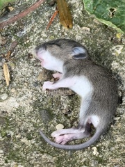Peromyscus leucopus