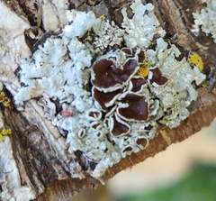 Punctelia bolliana