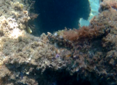 Parablennius gattorugine