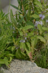 Mentha canadensis