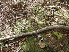 Clavaria atroumbrina