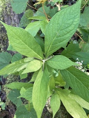 Hybanthus concolor