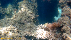 Parablennius gattorugine