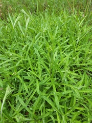 Coronidium scorpioides