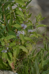 Mentha canadensis