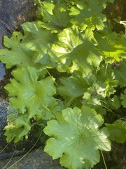 Darmera peltata