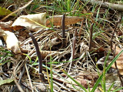 Clavaria atroumbrina