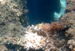 Parablennius gattorugine