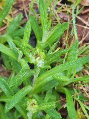 Coronidium scorpioides