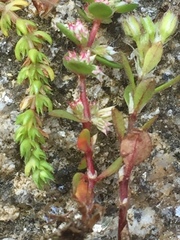 Crassula tillaea