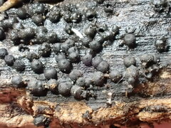 Rosellinia subsimilis