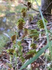 Chasmanthium latifolium