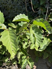 Alnus rhombifolia
