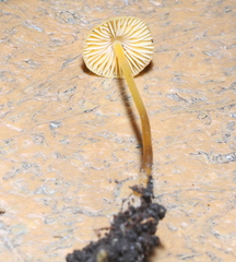 Mycena crocea