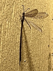 Brachynemurus
