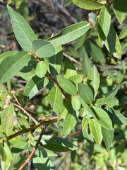 Salix planifolia
