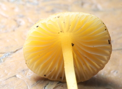 Mycena crocea