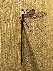 Brachynemurus