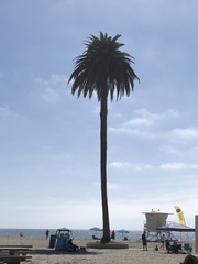 Phoenix canariensis