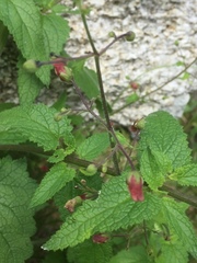 Scrophularia auriculata