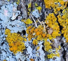 Xanthomendoza fallax