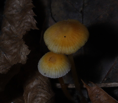 Mycena crocea