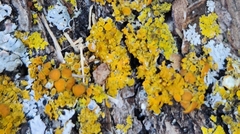 Xanthomendoza fallax