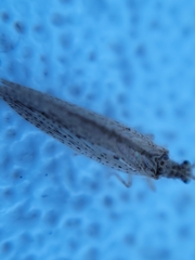 Micromus subanticus