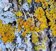 Xanthomendoza fallax