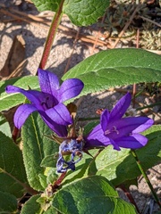 Campanula glomerata