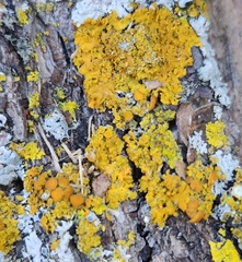 Xanthomendoza fallax