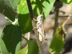 Melanoplinae