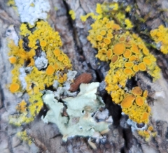 Xanthomendoza fallax