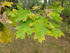 Quercus rubra