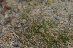 Eleocharis