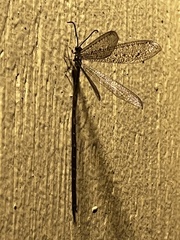 Brachynemurus
