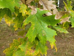 Quercus rubra