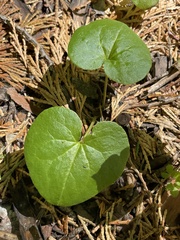 Asarum lemmonii