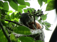Sciurus aureogaster