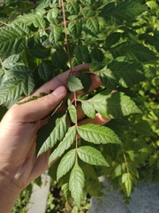 Koelreuteria