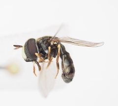 Paragus