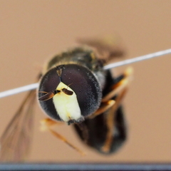 Paragus