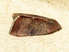 Galgula partita